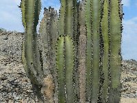 Neoraimondia arequipensis ssp. gigantea Cerro Sarango Cayalti Lambayeque ©MCA.jpg